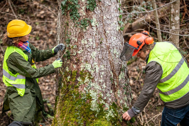 Best Tree Removal  in Benton, AR