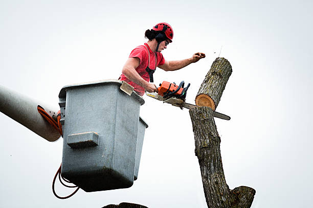 Best Hedge Trimming  in Benton, AR